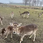 Дом отдыха Winnica Bursztynowa *